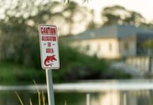 Deadly Florida Gator Attacks Keep Rising A high water warning sign near a flooded area