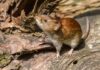 Kind Trap Craze Spreads Infestations Brown vole on a fallen log