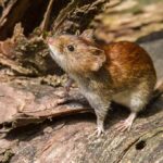 Kind Trap Craze Spreads Infestations Brown vole on a fallen log