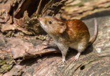 Brown vole on a fallen log