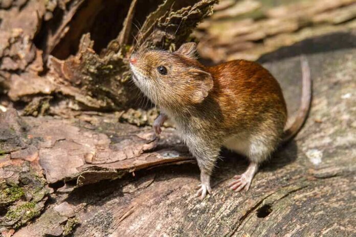 shutterstock_611087462 Brown vole on a fallen log