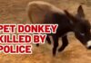 Owner of baby donkey killed by police mourns loss, demands justice