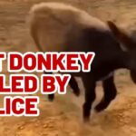 Late‑Night Search Ends With Donkey Dead Owner of baby donkey killed by police mourns loss, demands justice
