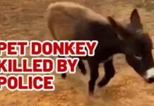 Late‑Night Search Ends With Donkey Dead Owner of baby donkey killed by police mourns loss, demands justice