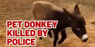 Owner of baby donkey killed by police mourns loss, demands justice