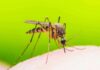 Dengue Surge Triggers Night Flights Mosquito feeding on human skin