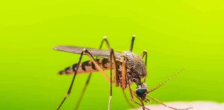 Mosquito feeding on human skin