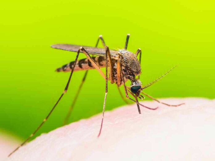 Mosquito feeding on human skin
