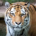 Tiger Mauling Triggers Unthinkable Park Decision Tiger close-up in shallow water