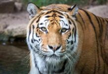 Tiger Mauling Triggers Unthinkable Park Decision Tiger close-up in shallow water