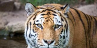 Tiger close-up in shallow water