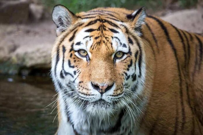 shutterstock_1710447577 Tiger close-up in shallow water